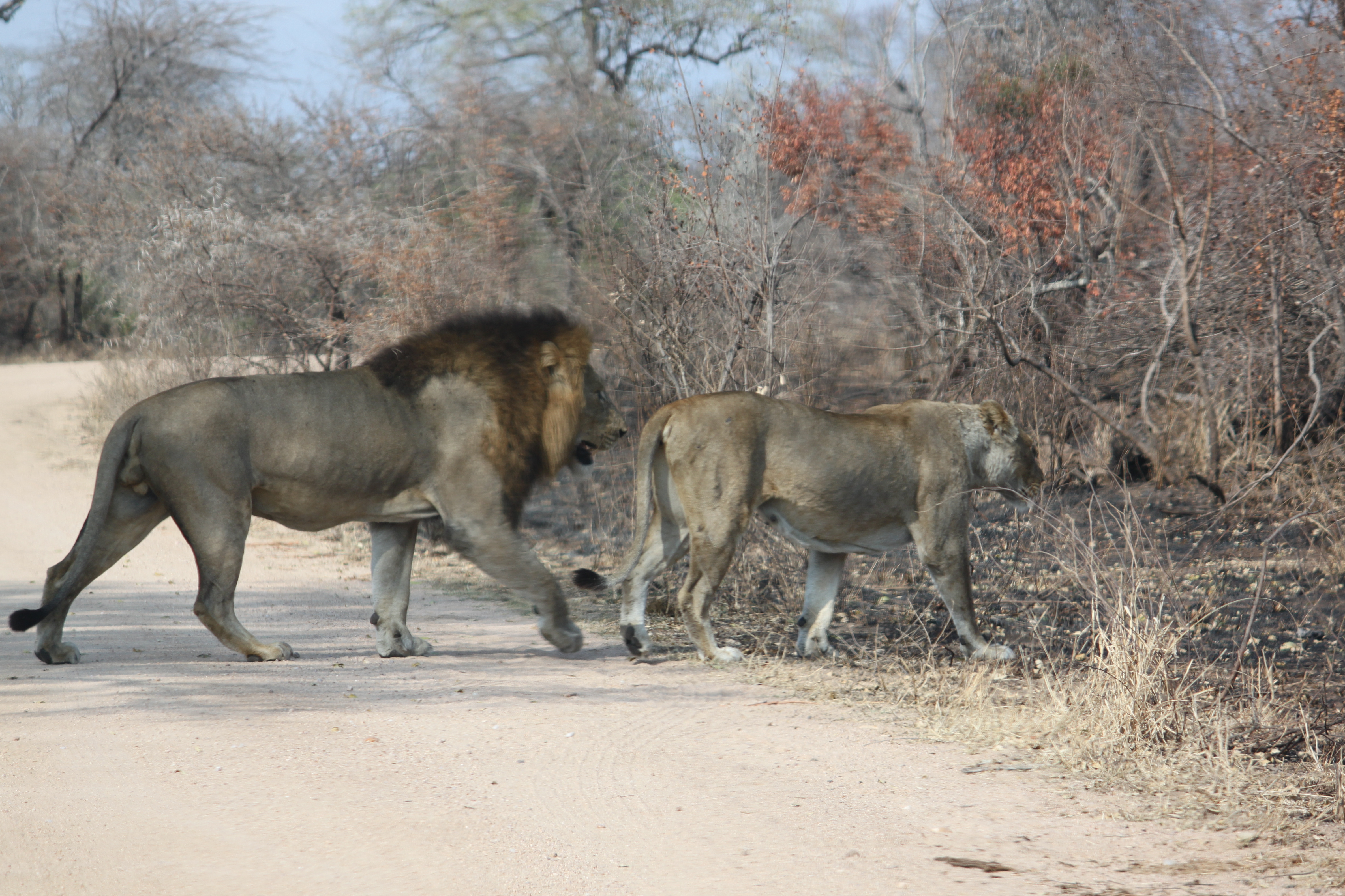 Lions Kruger National Park The Fighting Couple